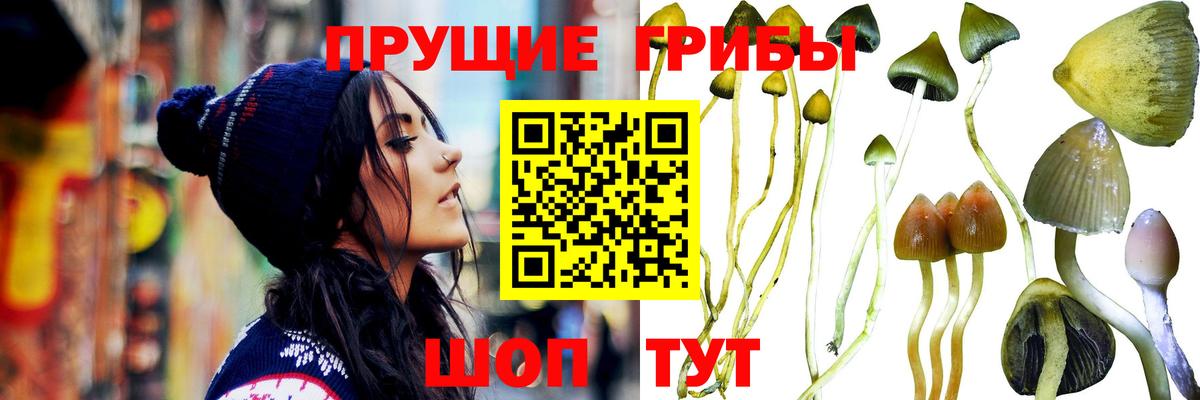 Донской  Галлюциногенные грибы Cubensis  Вход с VPN 
